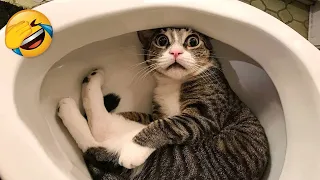 Gli animali più divertenti 😄 Nuovi gatti e cani divertenti 😹🐶 Parte 7