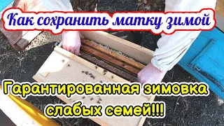 Гарантированная зимовка слабых семей! Как сохранить матку зимой.