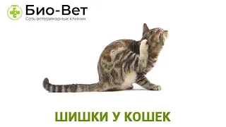 Шишки у кошек 🙀 // Сеть Ветклиник БИО-ВЕТ