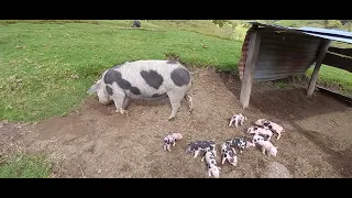 los animales del campo en la vereda canan murillo tol presenta el Reportero El Propio