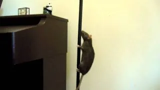 Rat climbing a pole