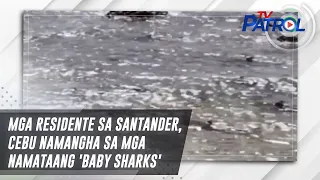 Mga residente sa Santander, Cebu namangha sa mga namataang 'Baby Sharks' | TV Patrol