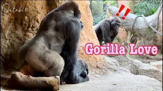 A good gorilla couple❤️空気の読める子ゴリラに脱帽！