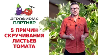 5 ПРИЧИН СКРУЧИВАНИЯ ЛИСТЬЕВ ТОМАТА