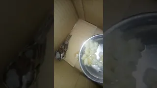 Rescuing Bird Hit by Severe Heat Stroke..