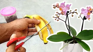 Banana peel 🍌 Best fertilizer for orchids to bloom