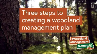 Three steps to creating a woodland management plan