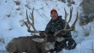 245" Mule Deer On Antelope Island 37" Wide - MossBack