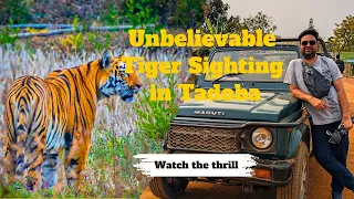 Roaring Success: 10 Tigers, 4 Safaris - Unbelievable Wildlife Encounter at Tadoba National Park