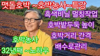 맷돌호박 재배 ~비상/이렇게  않하면 2024년 호박농사~망친다./#맷돌호박 #참샘골호박농원 #호박명인