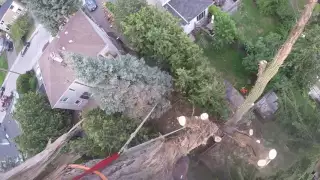130 ft Cottonwood Tree Removal