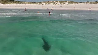 Drone Footage Shows Tiger Shark Swimming Close to Beachgoers