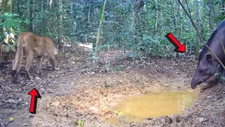 ONÇA PARDA NOVA NO TERRITÓRIO, VARIOS ANIMAIS NO BARREIRO E ONÇA PRETA DE OLHO