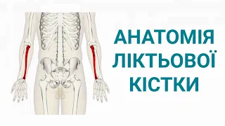ліктьова кістка анатомія