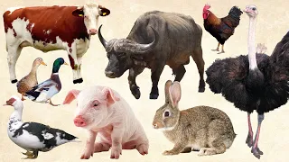 Cow, Pig, Rabbit, Chicken, Buffalo, Duck, Fish | Farm Animals Name Sounds, Animals Cute
