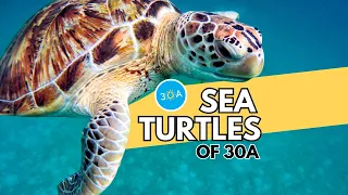 Sea Turtles of Florida 🐢