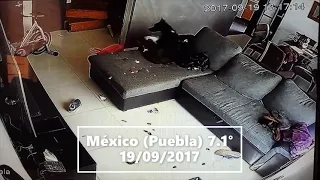 Reacción de Perros y Gatos durante sismos (Parte 2) / Dogs & Cats Reaction in Earthquakes