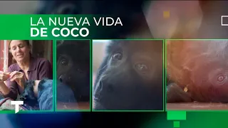 SE RECUPERA COCO: el mono rescatado de un ropero en Belgrano