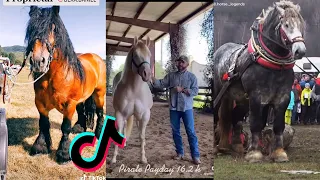 INCREDIBLY BIG HORSES TikTok Compilation 2022 #44