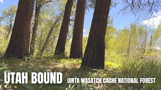 Utah Bound, Ponderosa Campground, Uinta Wasatch Cache National Forest