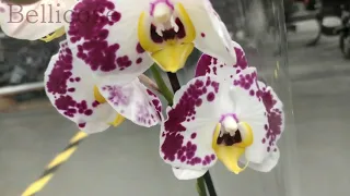 Обзор орхидей  15 октября 2020 Леруа Мерлен  Воронеж