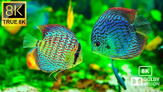 Fish 8K : Colourful Fish 8K Ultra HD Video 120 FPS | 8K TV