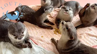 Otters' Reaction When Their Older Brother Comes Home From Kindergarten.