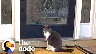 Family Installs Cat Door To Accommodate Their Dog's Stalker | The Dodo
