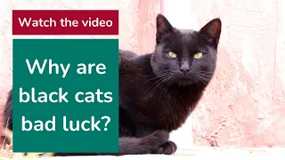 Why are black cats bad luck