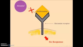 Histamine Part 2 - Mechanism of Action of Histamine