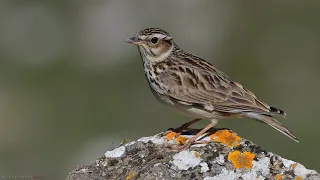 Orman toygarı / Woodlark / Lullula arborea