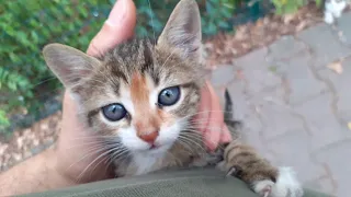 Adorable Little Kitten with very beautiful eyes.😍 I adopted her.