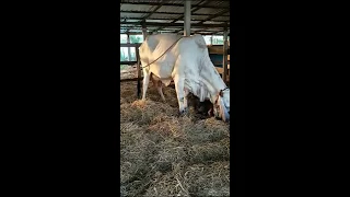 Cow give a baby birth