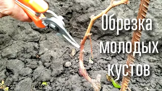 ПРАВИЛЬНАЯ обрезка молодых кустов. Как сформировать мощный куст для получения максимального урожая