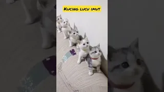 Video kucing lucu menggemaskan #cat