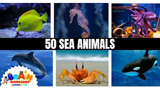 50 Sea animals Name| Learn Aquatic Animals name - Kids Educational Video