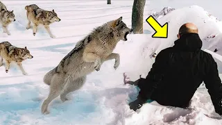 Wolves Surrounded A Wounded Man Who Thought He Would Die, Then Something Unbelievable Happened