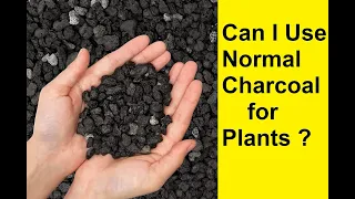 Benefits of Charcoal for Plants