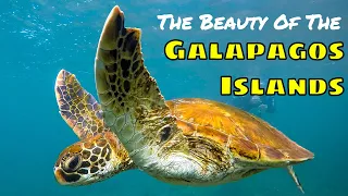 THE GALAPAGOS ISLANDS in 3 Minutes!!!