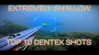 🔝TOP 10 Dentex Shots Extremely Shallow 🏆 | Top 10 Dentici Pesca submarina | Spearfishing Only 🇬🇷✔️