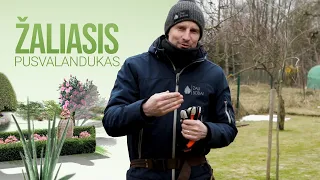 Agronomas Tautvydas Gurskas parodė, kaip genėti slyvas, vyšnias ir kitus kaulavaisius