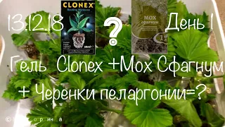 Гель Clonex, Мох сфагнум и черенки пеларгонии 13.12.18