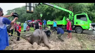 Save mother elephant's life and rescues elephant baby from drain