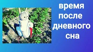 Время после дневного сна с басиком и реборном на даче!