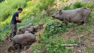 Plant the second corn crop, taking care of wild pigs about to give birth. Green forest life (ep205)