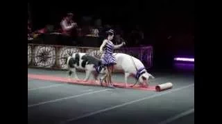 2015 Ringling Brothers and Barnum and Bailey Circus Stop Motion