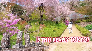 TOKYO【Cherry blossoms】Is this really Tokyo? Relax at Hinohara village.#4K