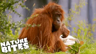 Orangutans Cause Chaos at the Zoo | The Secret Life of the Zoo | Nature Bites