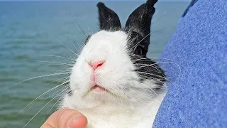 Rabbit sees a lake for the first time