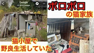 猫小屋で野良生活していた ボロボロの猫家族